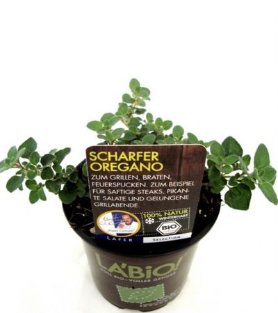Bio Scharfer Oregano von Olerum.de auf blumen.de