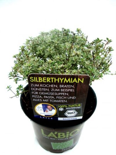 Bio Silberthymian  von Olerum.de auf blumen.de