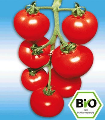 BIO-Stabtomate ´Previa´ F1 von GartenXXL auf blumen.de