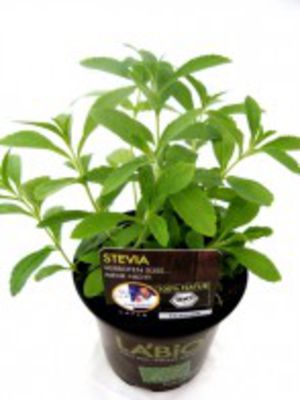 Bio Stevia Honigkraut Kräuterpflanze von Olerum.de auf blumen.de