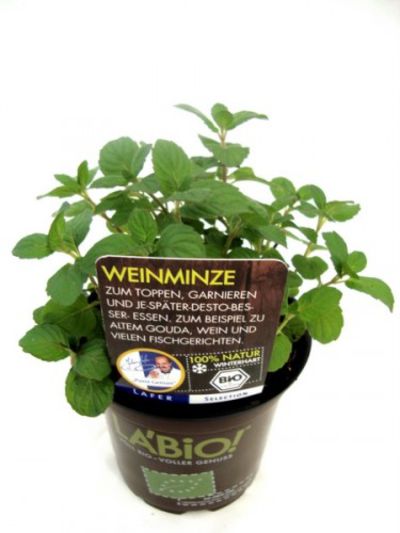 Bio Weinminze  von Olerum.de auf blumen.de