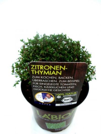 Bio Zitronenthymian  von Olerum.de auf blumen.de