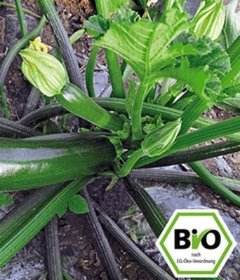 BIO-Zucchini ´Kimber´ F1 von BALDUR-Garten auf blumen.de