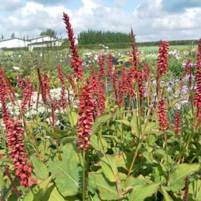 Kerzen-Knöterich von Gartengruen-24 auf blumen.de