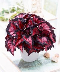 Blattbegonie Beleaf® 'Inca Night'® von Bakker auf blumen.de