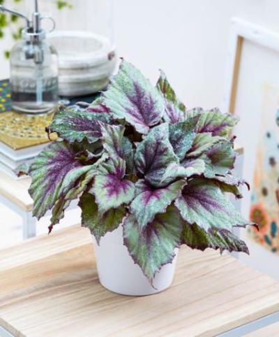 Blattbegonie Beleaf® 'Morning Dew'® von Bakker auf blumen.de