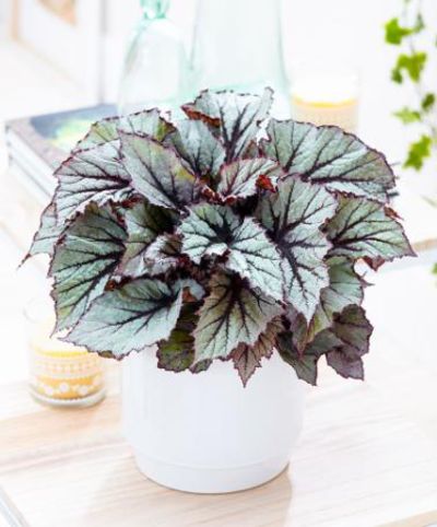 Blattbegonie Beleaf® 'Nordic Glacier'® von Bakker auf blumen.de