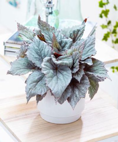 Blattbegonie Beleaf® 'Yukon Frost'® von Bakker auf blumen.de