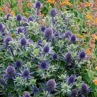 Blaue Edeldistel von Gärtner Pötschke auf blumen.de