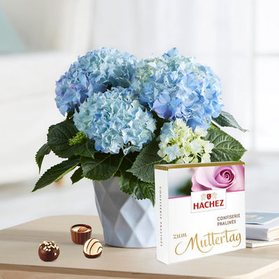 Blaue Hortensie für Mama von Blume2000.de auf blumen.de