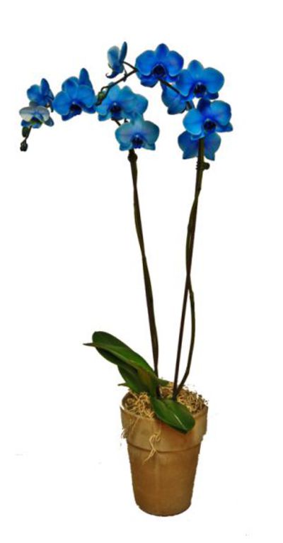 Blaue Orchidee von Flowers-deluxe auf blumen.de