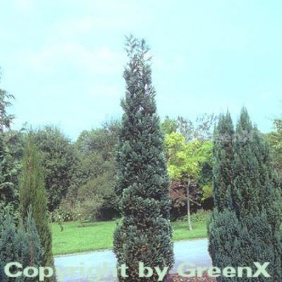 Blaue Säulenzypresse von Nr-01 Pflanzenversand auf blumen.de