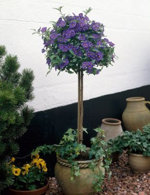 Blaues Enzianbäumchen von GartenXXL auf blumen.de