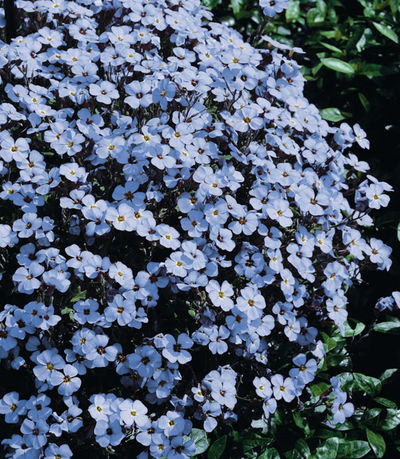 Blaukissen von gartenHELDEN auf blumen.de