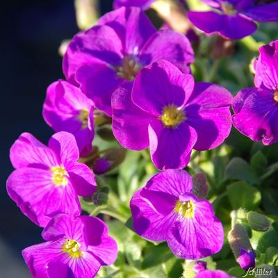 Blaukissen ´Blaumeise´ von Garten Schlüter auf blumen.de