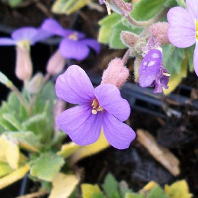 Blaukissen 'Hürth' von Gartengruen-24 auf blumen.de