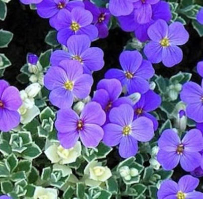 Blaukissen Silberrand von Nr-01 Pflanzenversand auf blumen.de