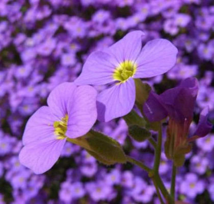 Blaukissen Tauricola von Nr-01 Pflanzenversand auf blumen.de