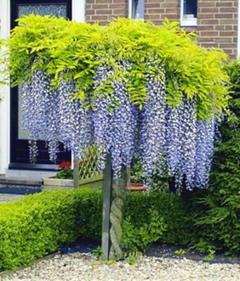 Blauregen auf Stamm von BALDUR-Garten auf blumen.de