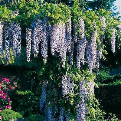 Blauregen - Veredelung von Garten Schlüter auf blumen.de