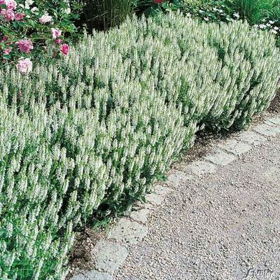 Blüten-Salbei ´Schneehügel´ von Garten Schlüter auf blumen.de