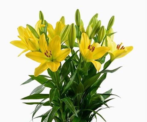 Blumen Pur! Gelbe Lilien Nashville von BestFlowers auf blumen.de