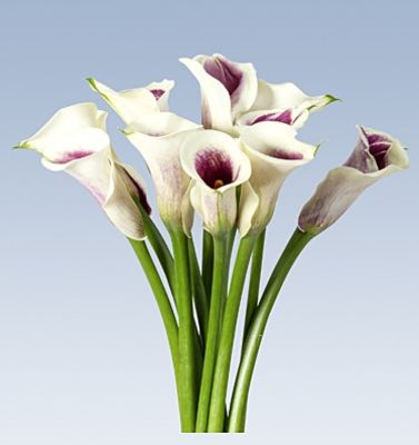Blumenstrauß 10 Calla lila-weiß von Lidl Blumen auf blumen.de