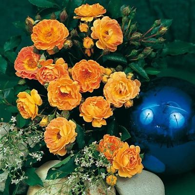 Bodendeckerrose ´Bessy´ ® von TOM-GARTEN auf blumen.de