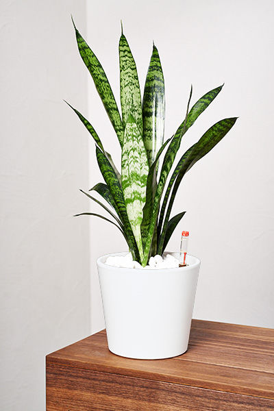 Bogenhanf Tobi Tortuga von EVRGREEN.de auf blumen.de