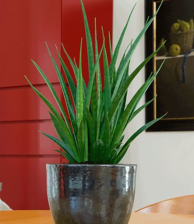 Bogenhanf  von BALDUR-Garten auf blumen.de