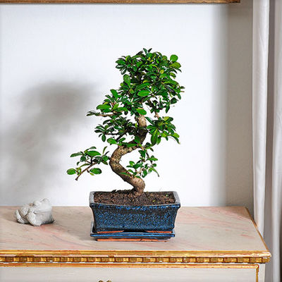 Bonsai  von Blume2000.de auf blumen.de