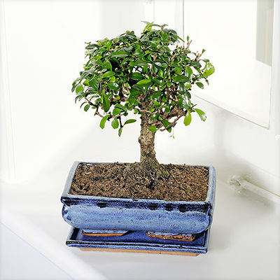 Bonsai Carmona von Blume2000.de auf blumen.de