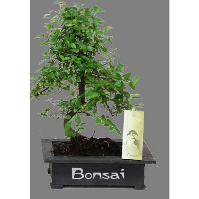 Bonsaibäumchen von hagebau auf blumen.de