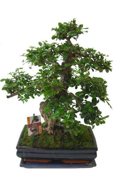 Bonsai  von gartenHELDEN auf blumen.de