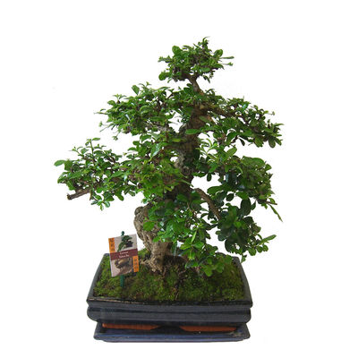 Bonsai-Schönheit von hagebau auf blumen.de