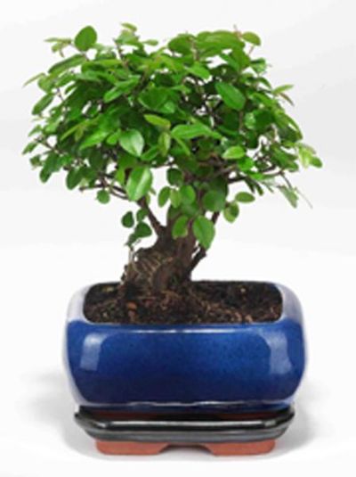 Bonsai (Liguster)  von Flowers-deluxe auf blumen.de