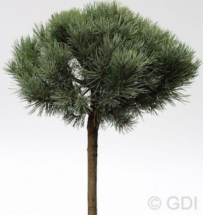 Bonsai Silberkiefer von Nr-01 Pflanzenversand auf blumen.de