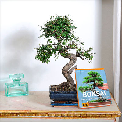 Bonsai Zelkova von Blume2000.de auf blumen.de