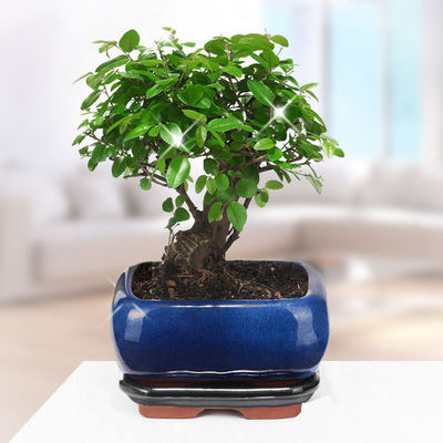 Bonsai  von FloraPrima auf blumen.de