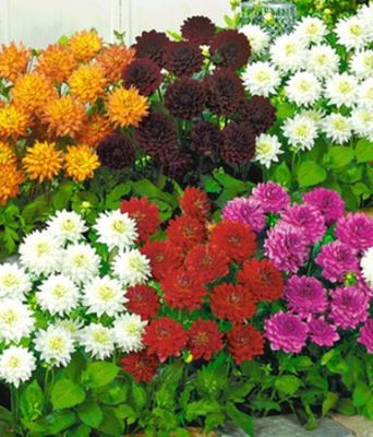 Border-Dahlien ´Schwarz-Rot-Gold´ von BALDUR-Garten auf blumen.de