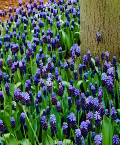 Botanische Traubenhyazinthen von Bakker auf blumen.de