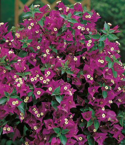 Bougainvillea von BALDUR-Garten auf blumen.de