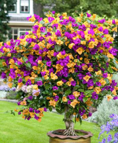 Bougainvillea Duo von Bakker auf blumen.de