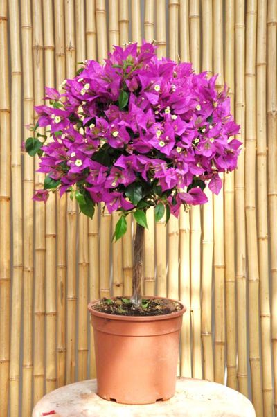 Bougainvillea sanderiana von Der Palmenmann auf blumen.de