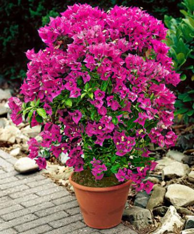 Bougainvillea von Bakker auf blumen.de