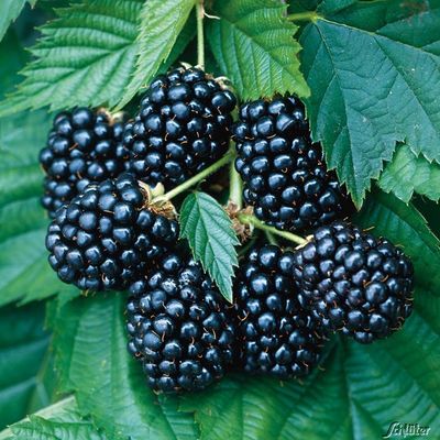 Brombeere ´Choctaw´ von Garten Schlüter auf blumen.de