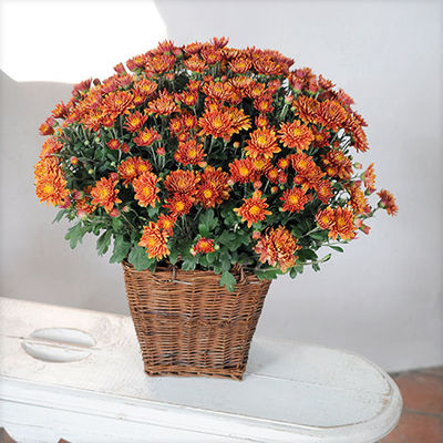 Bronzefarbene Chrysantheme von Blume2000.de auf blumen.de