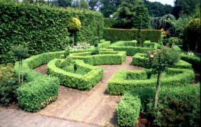 Buchsbaum-Hecke von GartenXXL auf blumen.de