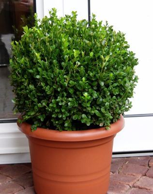 Buchsbaum-Kugel, 1Stück von GartenXXL auf blumen.de