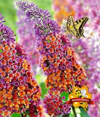 Buddleia  von BALDUR-Garten auf blumen.de